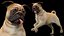 pug dog running pose 3D model