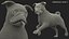 pug dog running pose 3D model