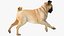 pug dog running pose 3D model