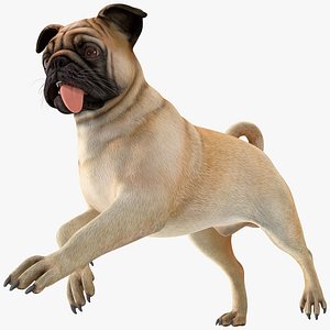 pug dog running pose 3D model