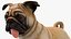 pug dog running pose 3D model