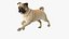 pug dog running pose 3D model