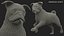 pug dog running pose 3D model