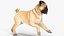 pug dog running pose 3D model