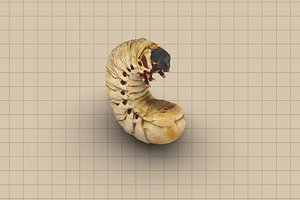 3D White grub model