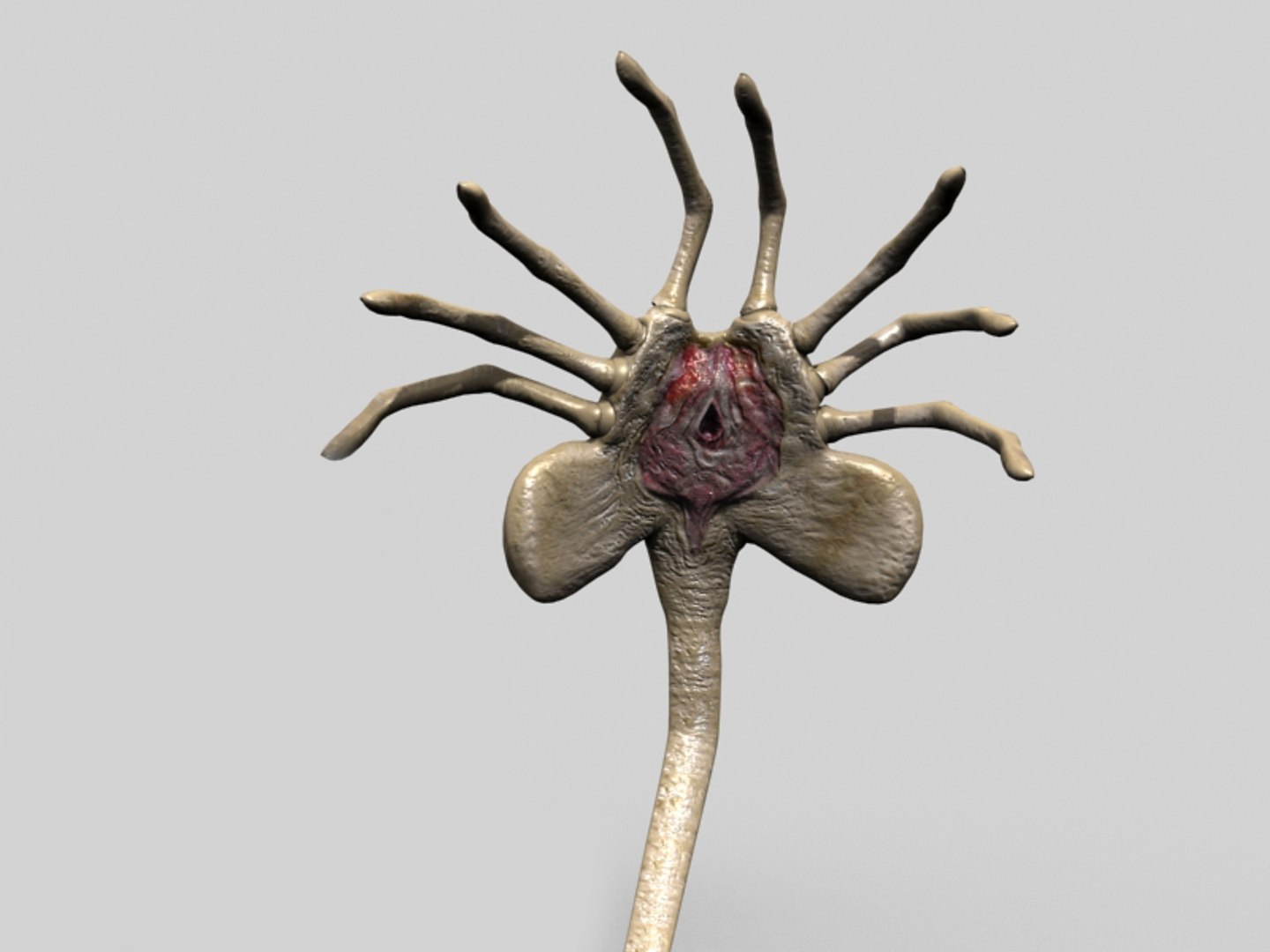 Rigged Xenomorph Facehugger Alien 3d Max