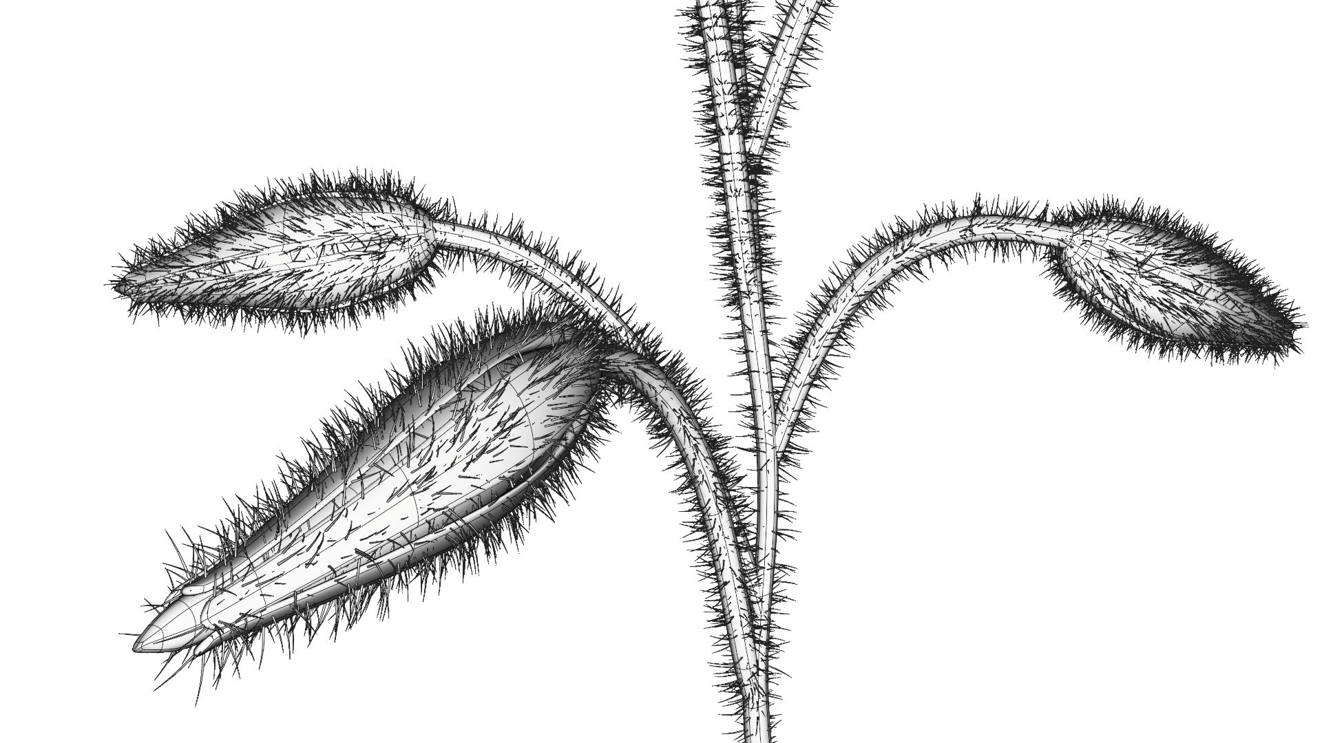 3D borage flower https://p.turbosquid.com/ts-thumb/JM/eE7Utu/6t/0009/jpg/1609360530/1920x1080/fit_q87/0dc2d3fabee1b4aba92319bb458a9225087c2ca2/0009.jpg