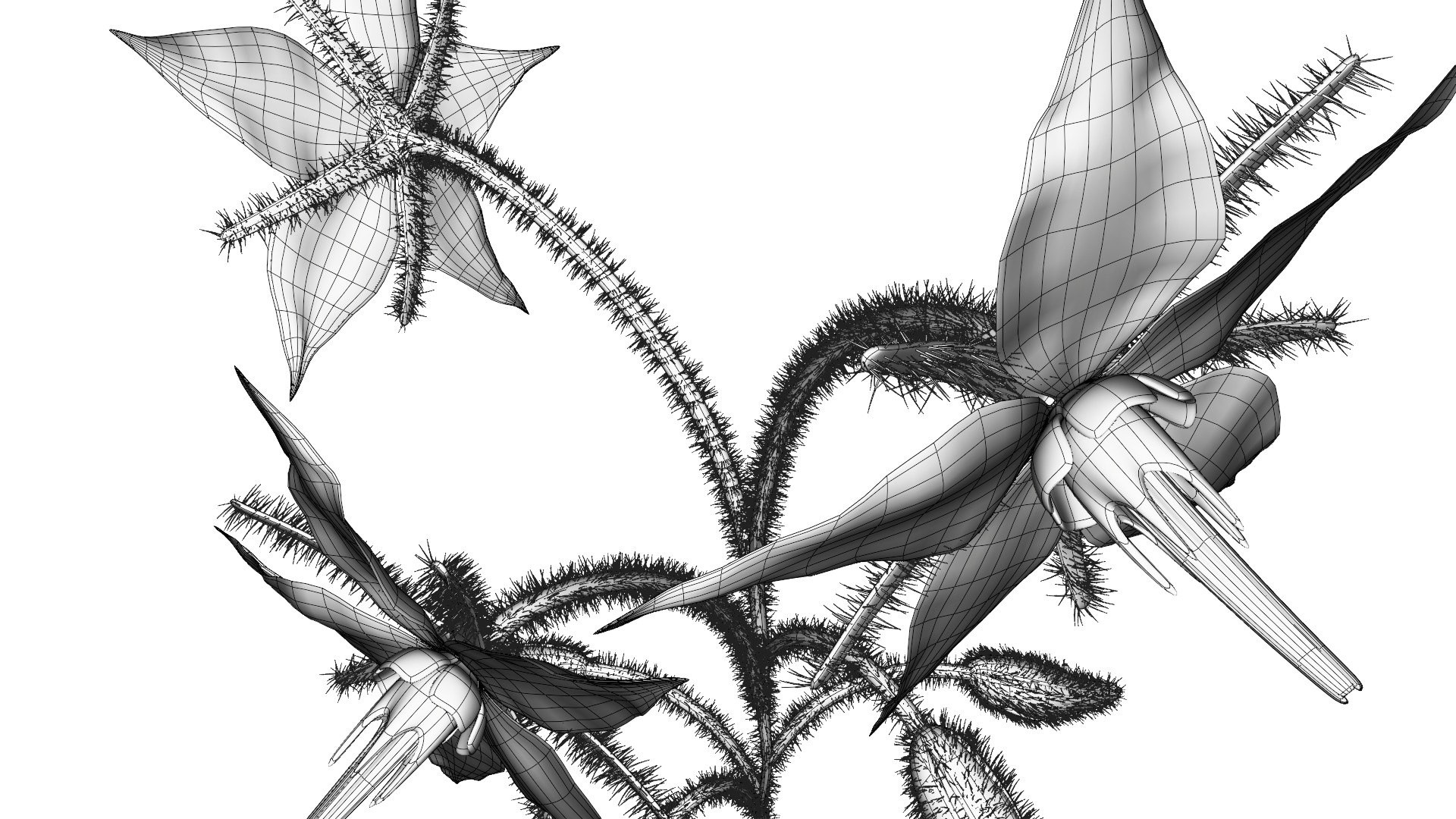 3D borage flower https://p.turbosquid.com/ts-thumb/JM/eE7Utu/AN/0010/jpg/1609360532/1920x1080/fit_q87/c79ec6fbeab79d226de937033b9a33759d560fa1/0010.jpg