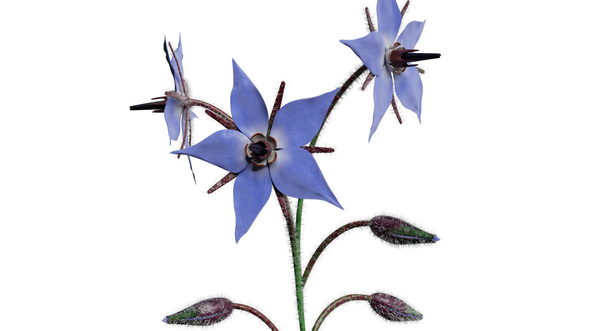 3D borage flower https://p.turbosquid.com/ts-thumb/JM/eE7Utu/Iq/0001/jpg/1609360525/1920x1080/fit_q87/b8d6073e4207a8c2dbb7dfb84bd500057463d93b/0001.jpg