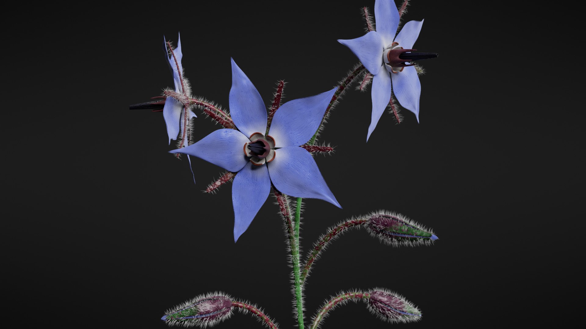 3D borage flower https://p.turbosquid.com/ts-thumb/JM/eE7Utu/Rw/_3/jpg/1609360525/1920x1080/fit_q87/205d53f787e1a90c600cbcb7c64ea3a3eb6fe89e/_3.jpg