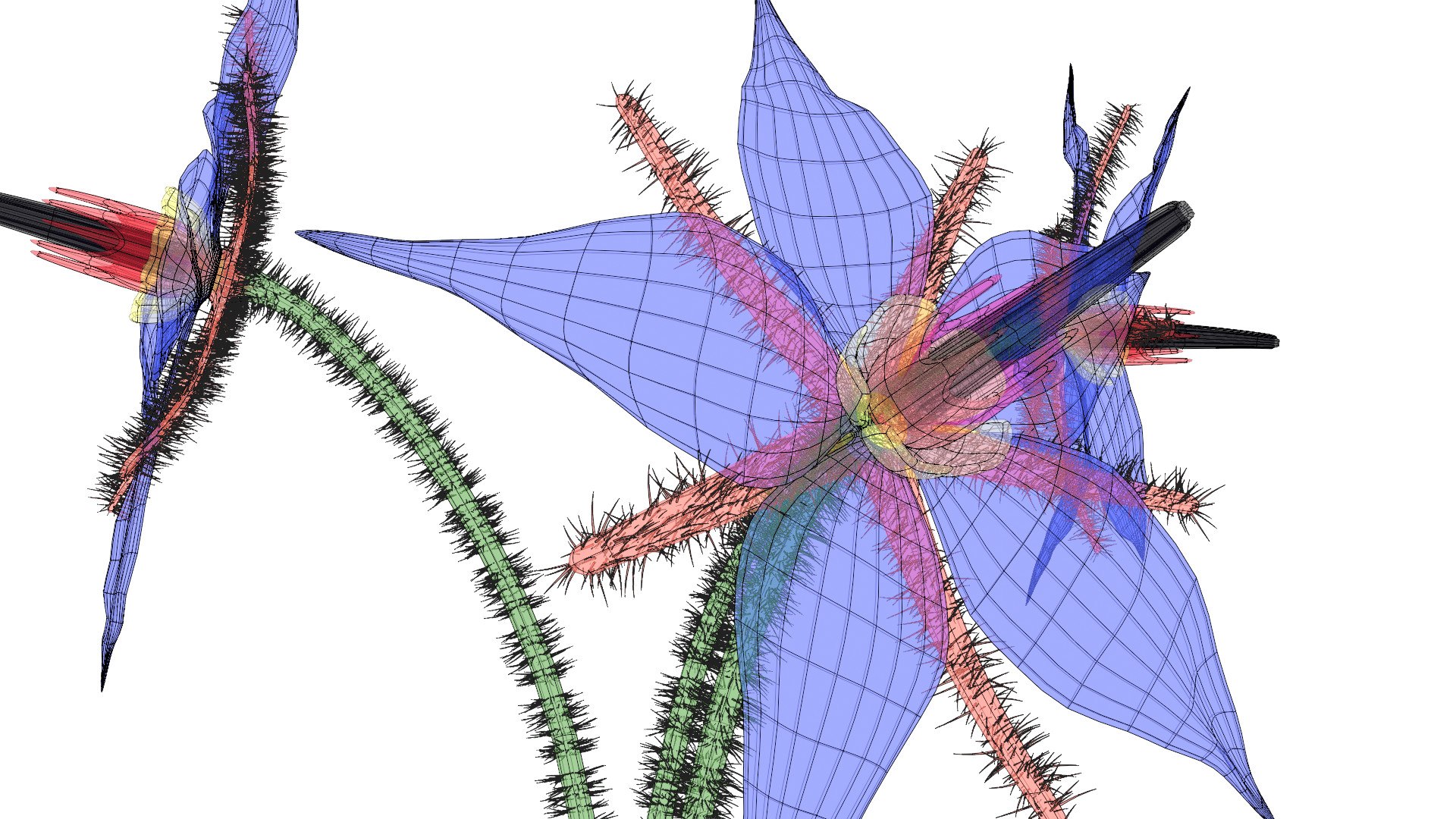 3D borage flower https://p.turbosquid.com/ts-thumb/JM/eE7Utu/S7/0011/jpg/1609360533/1920x1080/fit_q87/01e52b498d711e3c131f154086b3b60324d78010/0011.jpg