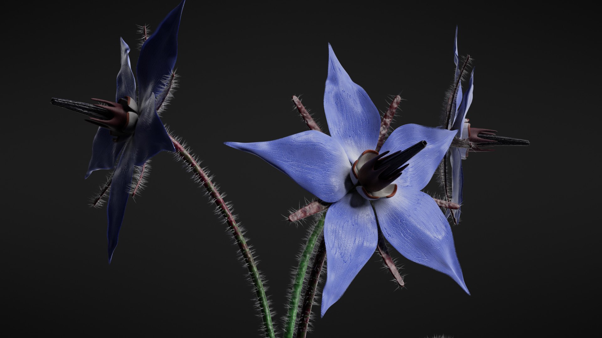 3D borage flower https://p.turbosquid.com/ts-thumb/JM/eE7Utu/SG/_4/jpg/1609360525/1920x1080/fit_q87/1b5c61ffdfd69529e6c6a0bed0df250a5917b0af/_4.jpg
