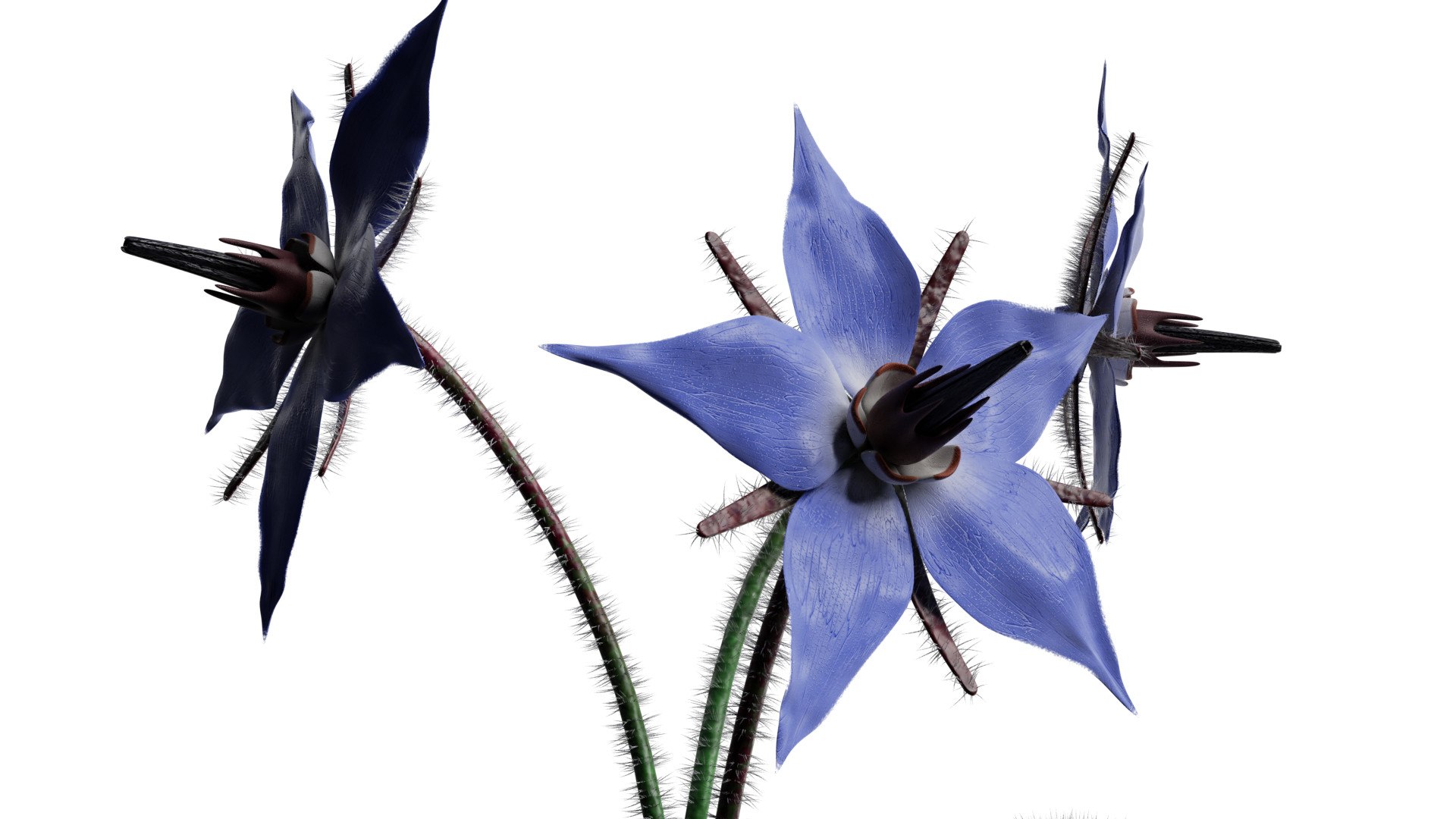 3D borage flower https://p.turbosquid.com/ts-thumb/JM/eE7Utu/Td/0002/jpg/1609360527/1920x1080/fit_q87/6b2dcdeae3014e9cce0383933e6820950d81ef57/0002.jpg