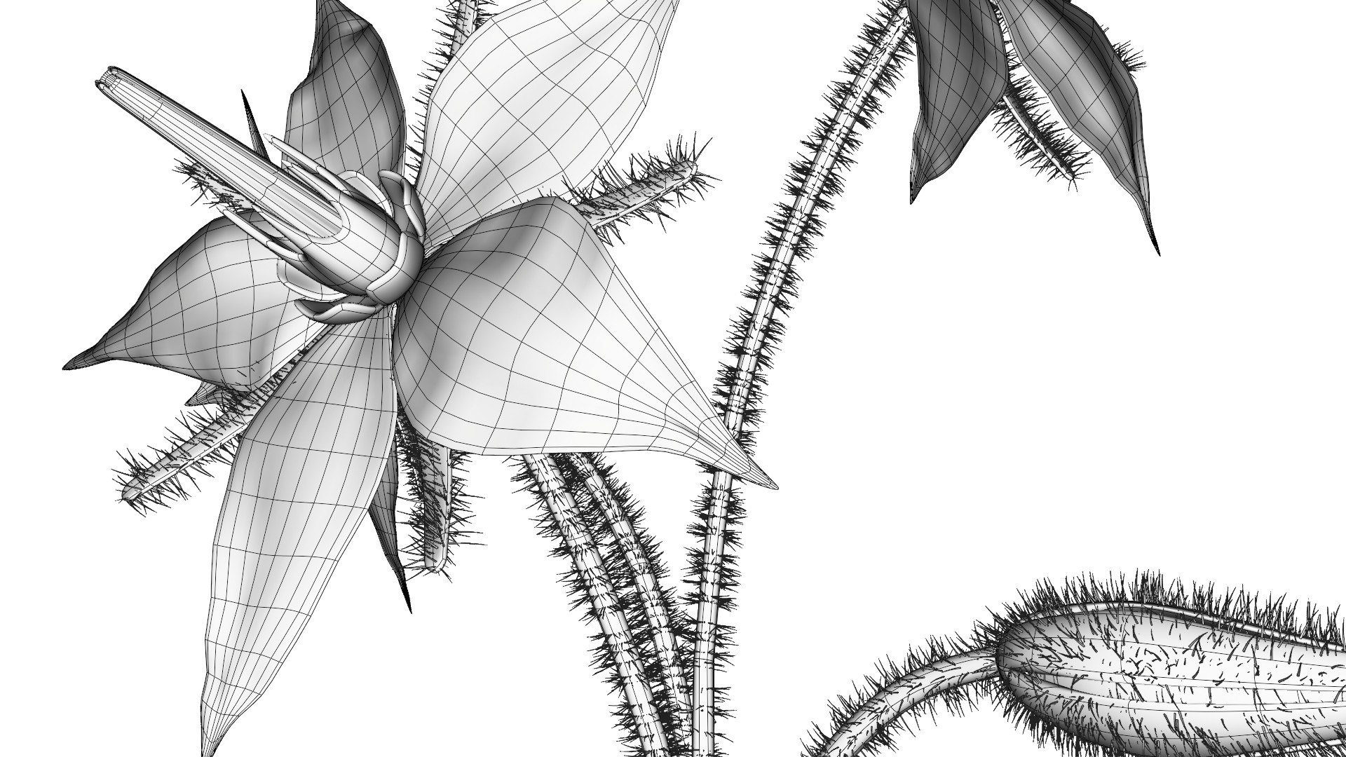 3D borage flower https://p.turbosquid.com/ts-thumb/JM/eE7Utu/Yw/0008/jpg/1609360530/1920x1080/fit_q87/35daea076406e421f145aa252c295e6c19ad4df9/0008.jpg