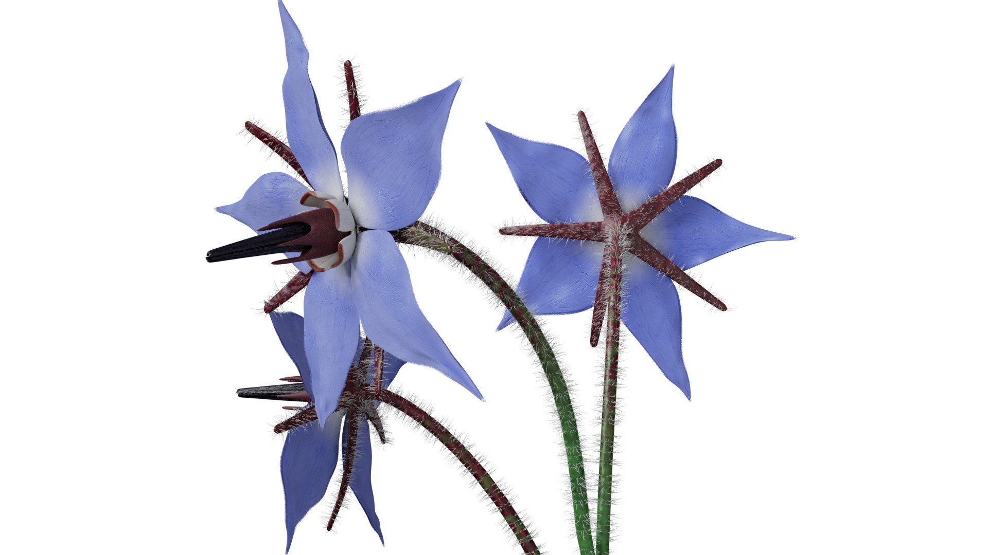 3D borage flower https://p.turbosquid.com/ts-thumb/JM/eE7Utu/ad/0003/jpg/1609360526/1920x1080/fit_q87/78d986e7b6e4cc83d6c296534cf236d1c043bfb1/0003.jpg