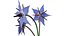 Borage flower