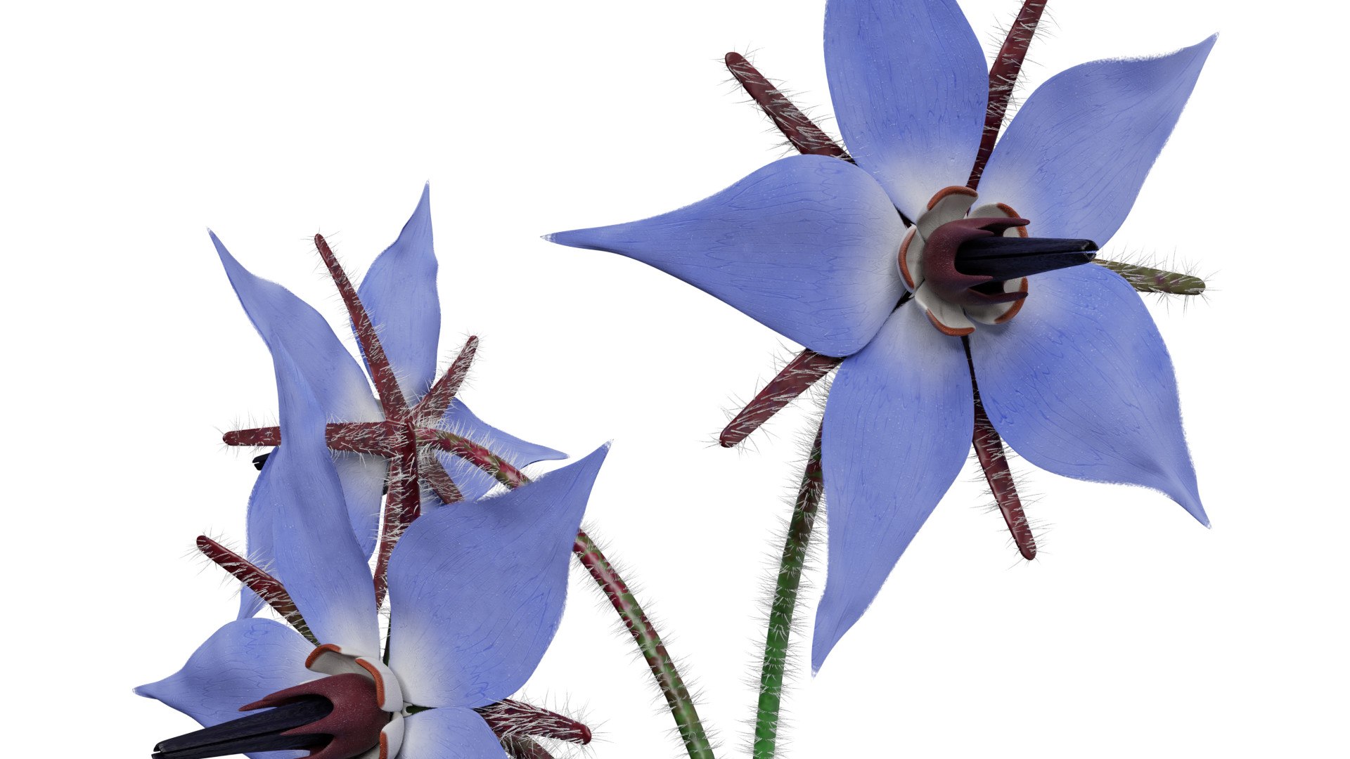 3D borage flower https://p.turbosquid.com/ts-thumb/JM/eE7Utu/iz/0005/jpg/1609360528/1920x1080/fit_q87/db6a67f2d206d04b878f9b2e0b3ab1cde77a8714/0005.jpg