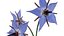 Borage flower