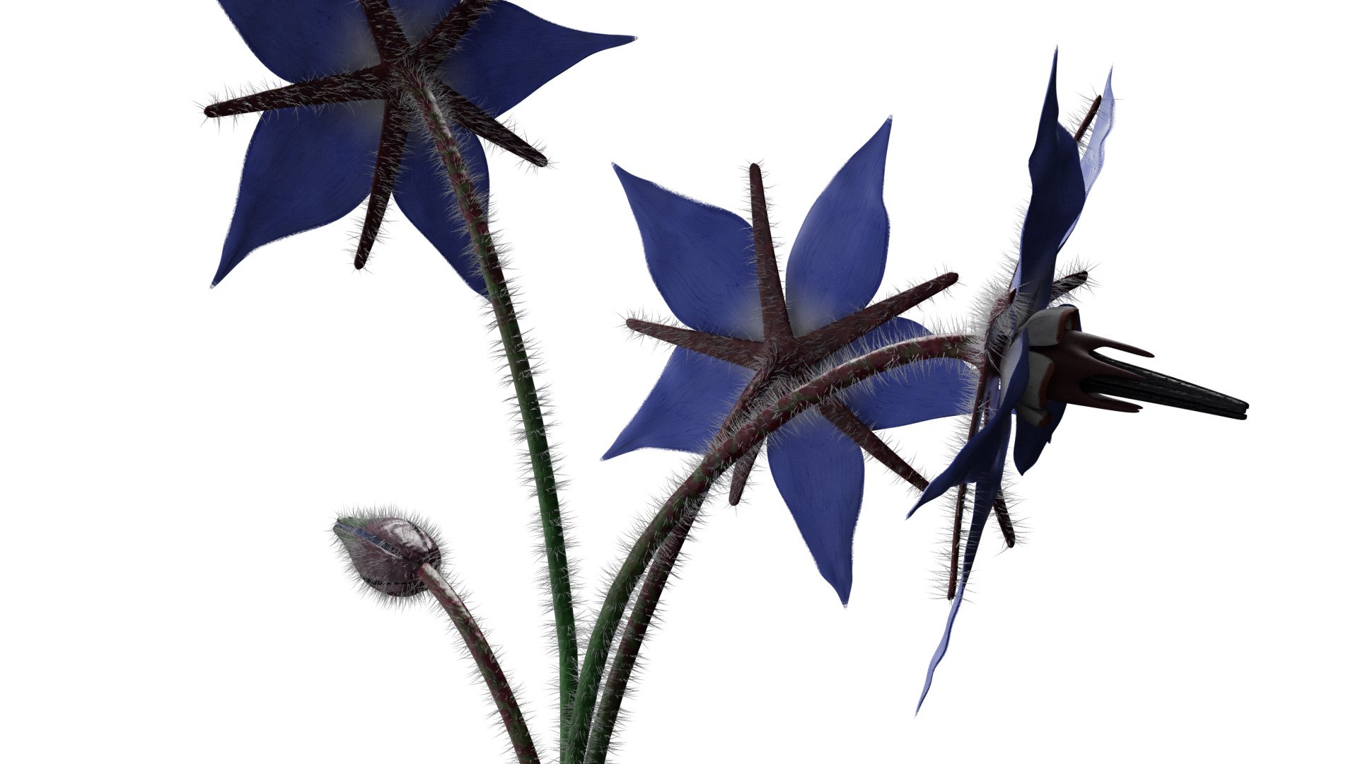 3D borage flower https://p.turbosquid.com/ts-thumb/JM/eE7Utu/nx/0006/jpg/1609360528/1920x1080/fit_q87/6bcf21bd3d1deffee7dd7fd89432948e2d79c654/0006.jpg
