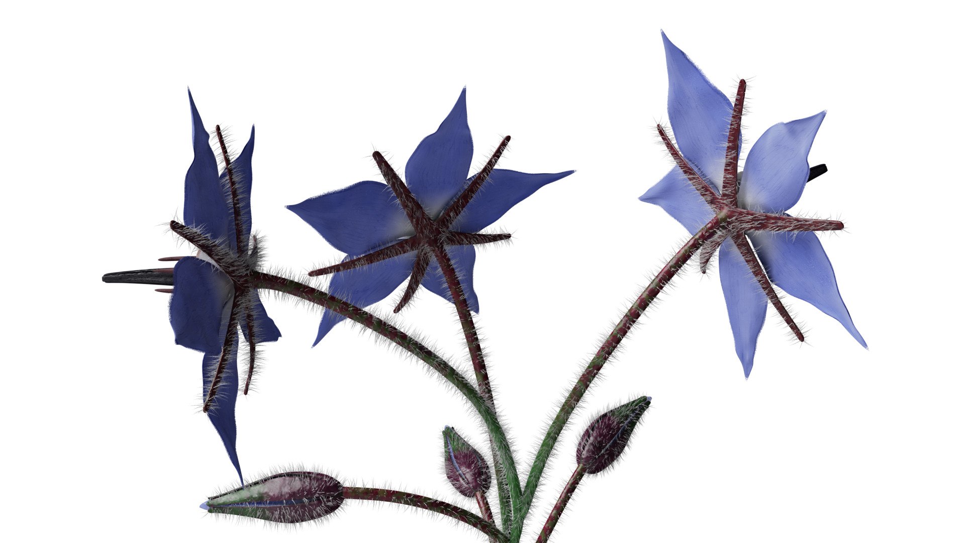 3D borage flower https://p.turbosquid.com/ts-thumb/JM/eE7Utu/wp/0004/jpg/1609360527/1920x1080/fit_q87/d44f4d8e9885034a010897e380883e78ae09c0f3/0004.jpg