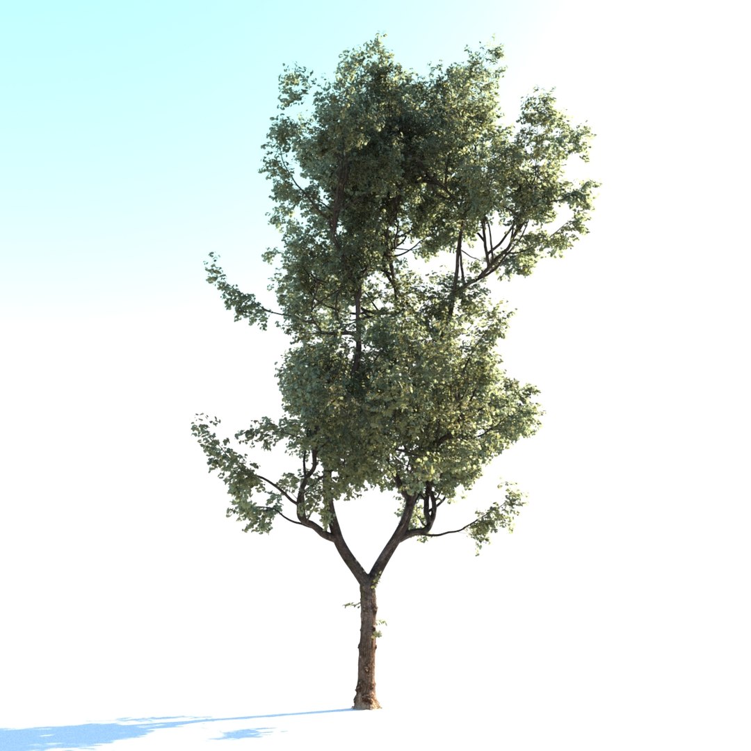 Realistic Linden Lime Tree 3d Model