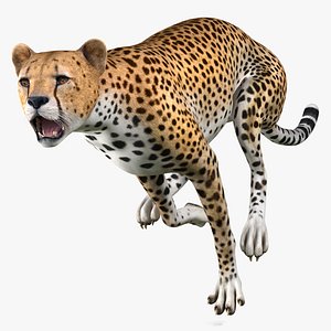 3D Cheetah Rigged model