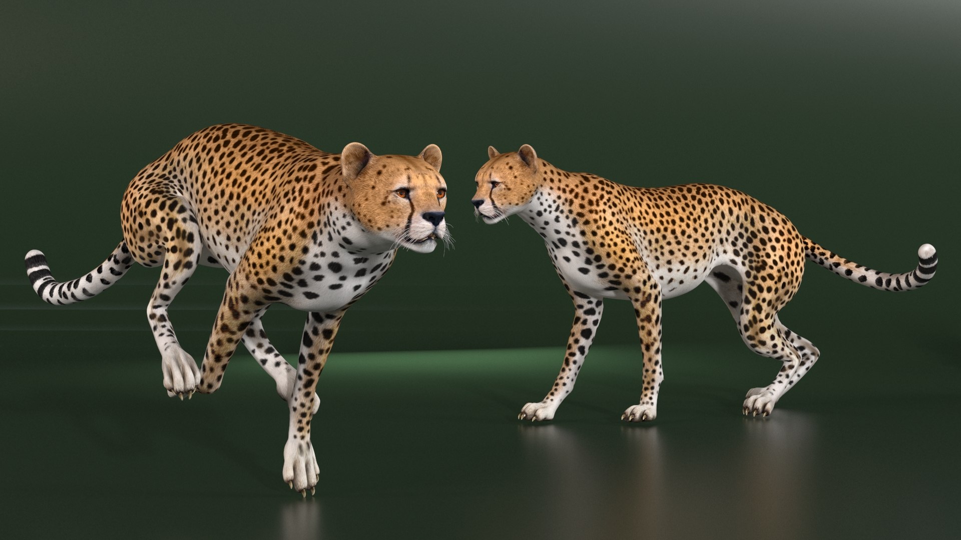 3D Cheetah Rigged Model - TurboSquid 2386201