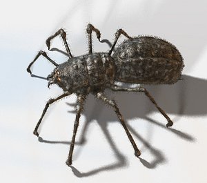 One-of-a-kind Spider