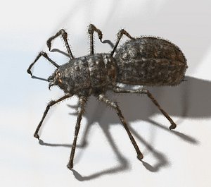 One-of-a-kind Spider