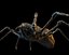 One-of-a-kind Spider