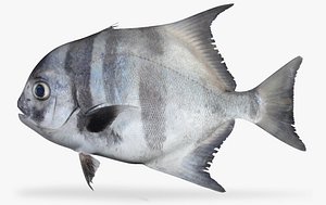 pacific spadefish x