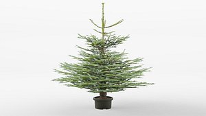 Nordmann fir  3D Model 3D model