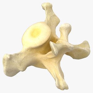 Pavian Monkey Male Caudal Vertebrae Cd2 3D model