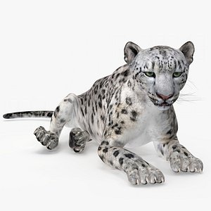 Snow Leopard Lying Down 3D model