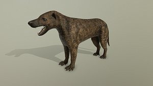 dog model