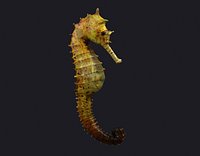 Seahorse, stickleback, Water Horse, Sea Dragon, Marine Animal Seahorse Hippopalpus, Animal Fauna Tropical Sea Horse Water Tropical Sea Horse Aquarium Water Horse Aquarium Water Tang animal hippopus ocean pond underwater Ar VR Animal Model Seahorse Sea Sea 