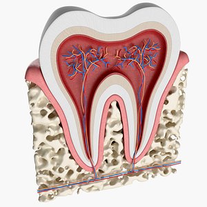 tooth anatomy human 3D model