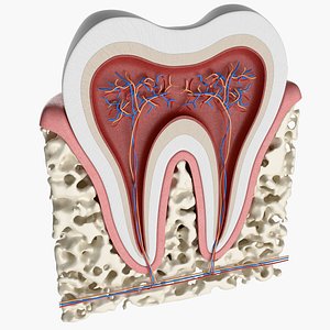 Human Tooth Anatomy