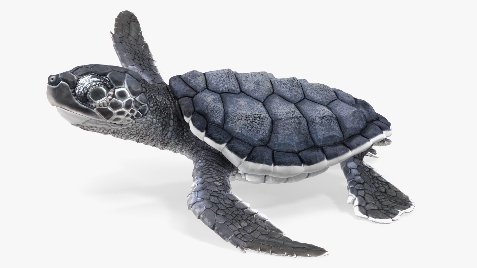 Baby Black Sea Turtle Runs to the Sea 3D model preview