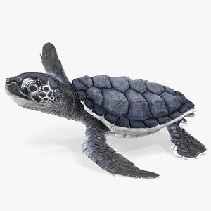 Baby Black Sea Turtle Runs to the Sea model