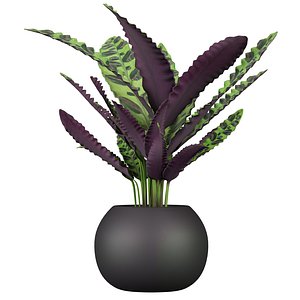 Collection plant vol 636 - Calathea Freddie 3D model