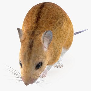 False Mouse Sniffing Pose 3D