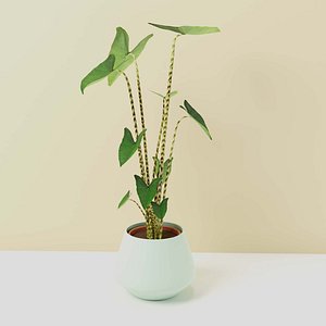 3D PlantAlocasiaZebrina