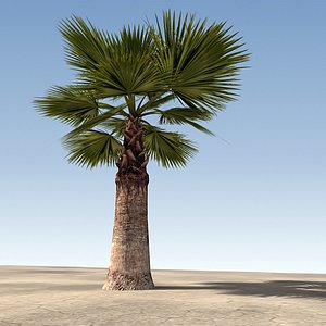 palm tree 3d model