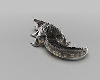 Realistic crocodile
