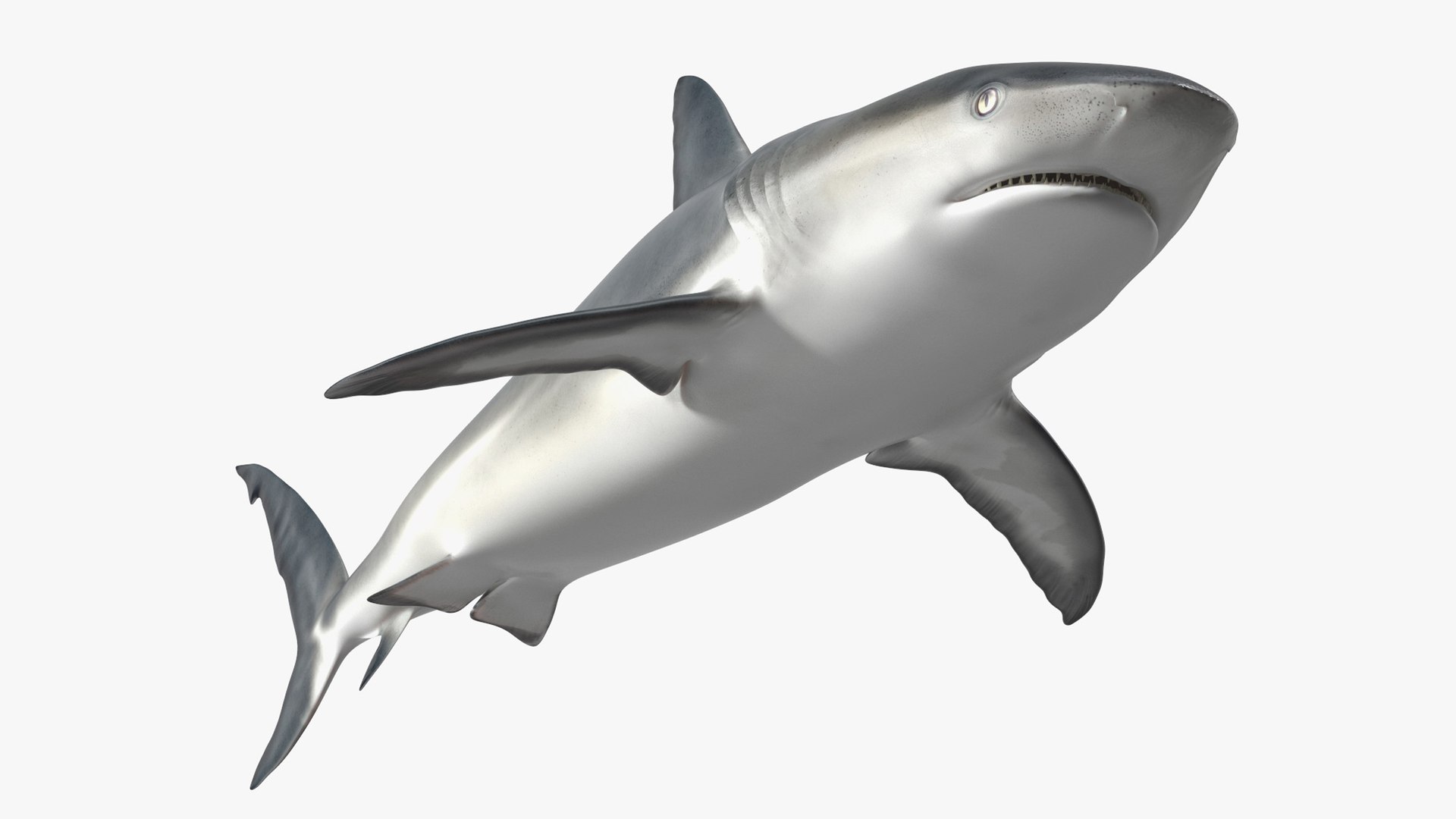 Caribbean Reef Shark Rigged for Cinema 4D 3D model preview