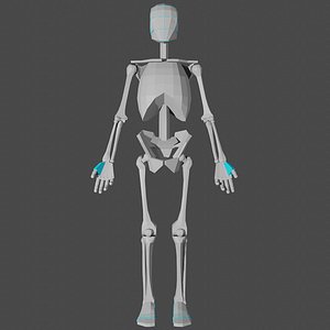 Male Skeleton for Artists1 3D model