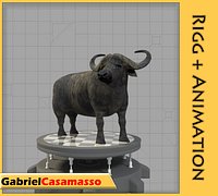 African Buffalo