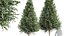 新树 高细节 Carpinus Betulus 切割顶部