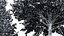 新树 高细节 Carpinus Betulus 切割顶部